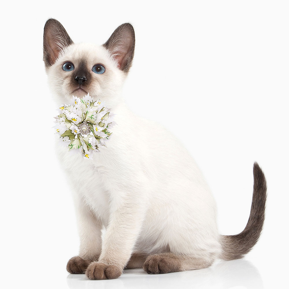 10/20 szt. Uroczy pies muszki  – Pet Supplies Hours recenzja i cena