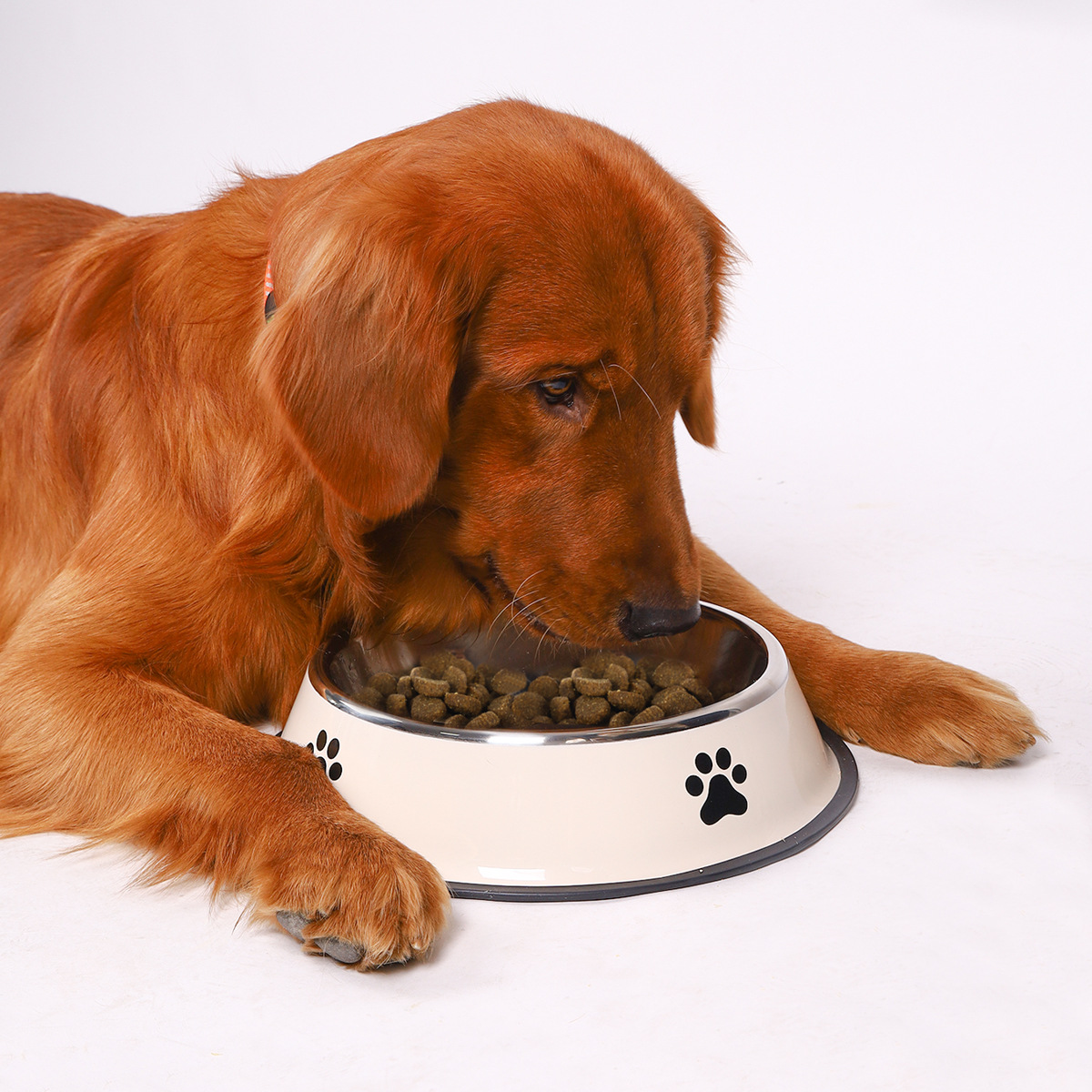 Miska dla zwierząt ze stali ni – Pet Supplies Hours recenzja i cena